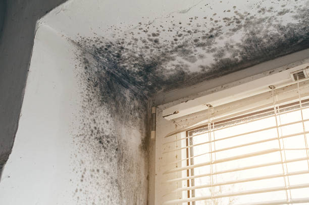 Affordable Mold Cleanup solutions in Gibson Island, MD
